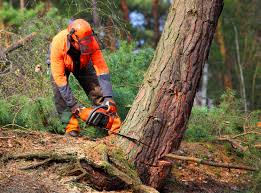 Best Storm Damage Tree Cleanup  in Oceanside, NY