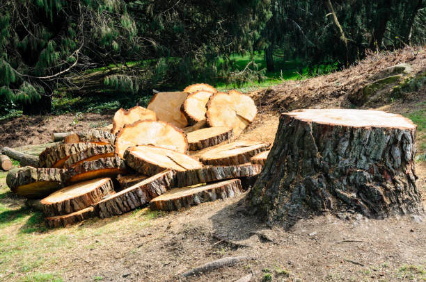 How Our Tree Care Process Works  in  Oceanside, NY